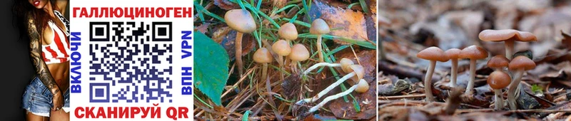 Псилоцибиновые грибы Psilocybe  блэк спрут маркетплейс  Данилов 